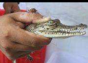 Sang Buaya Putih Penjaga Muara Pontianak: Mitos dan Cerita Masyarakat Tentang Makhluk Gaib Pelindung Kota