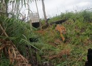 Harimau Jadian: Mitos dan Fakta di Balik Penunggu Hutan Larangan Sumatra