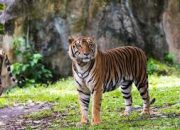 Rahasia di Balik Harimau Penjaga Hutan