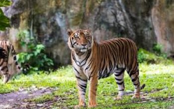 Rahasia di Balik Harimau Penjaga Hutan