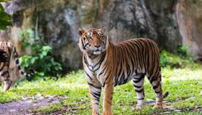 Rahasia di Balik Harimau Penjaga Hutan