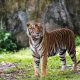 Rahasia di Balik Harimau Penjaga Hutan
